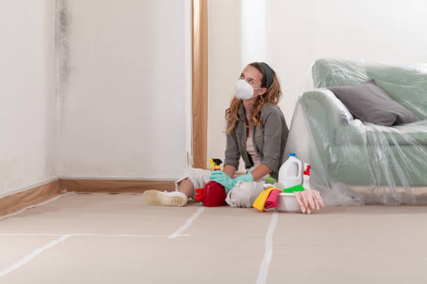 Reliable Black Mold Remediation contractor in Farmington Hills, MI by 24 Hour Mold Removal