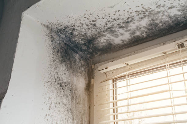 Affordable Black Mold Remediation solutions in Farmington Hills, MI