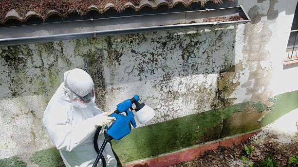 Top rated local Black Mold Remediation specialists in Farmington Hills, MI